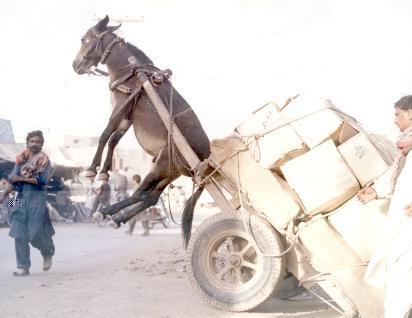 Overloaded Donkey